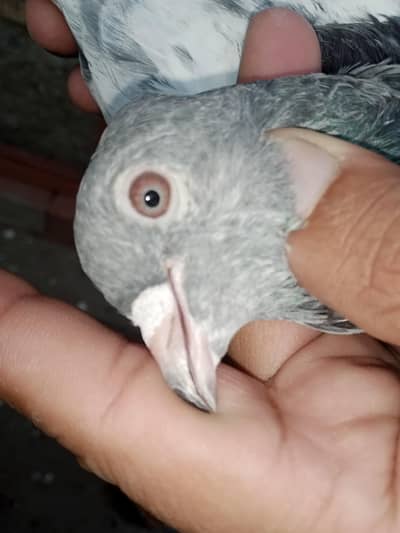 pigeons for sale