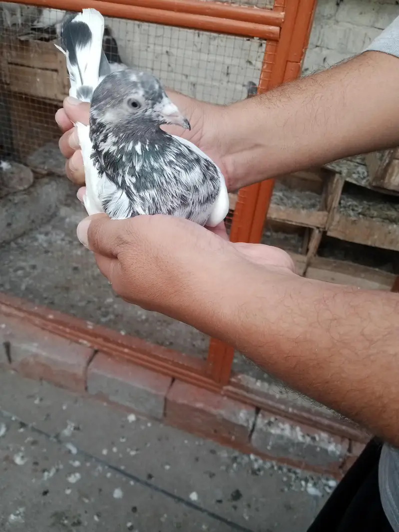 pigeons for sale — photo 2