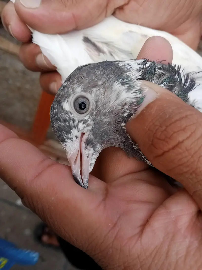 pigeons for sale — photo 3