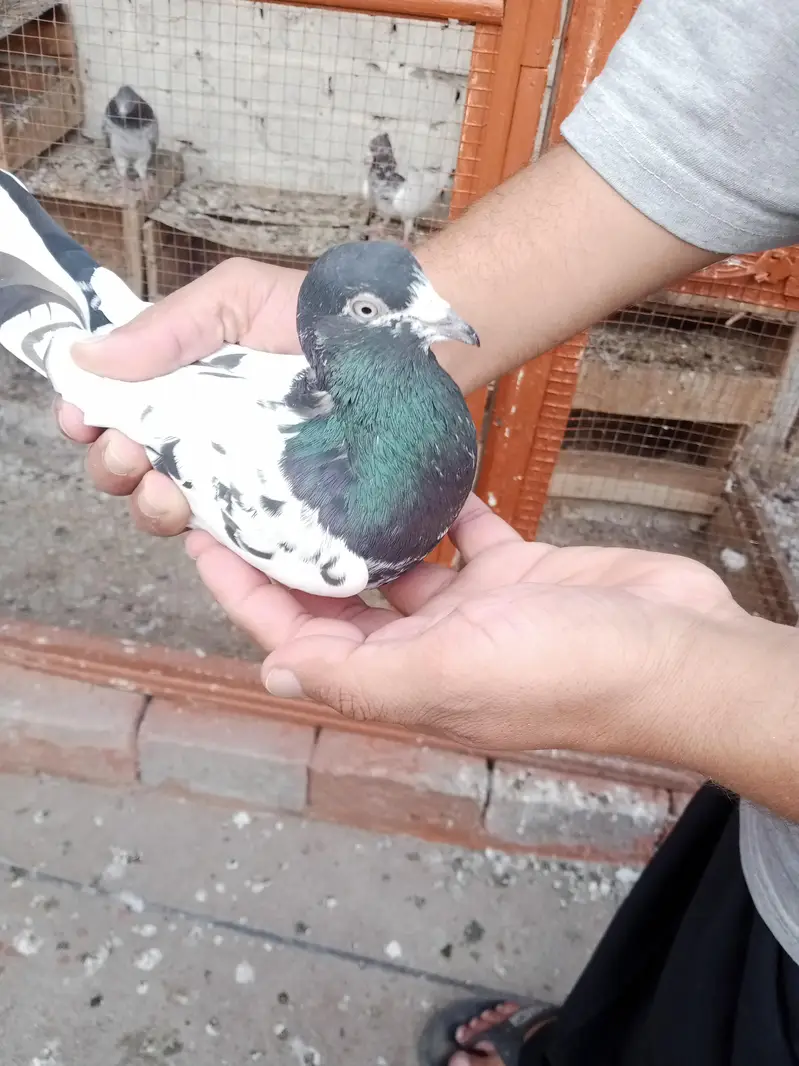 pigeons for sale — photo 4