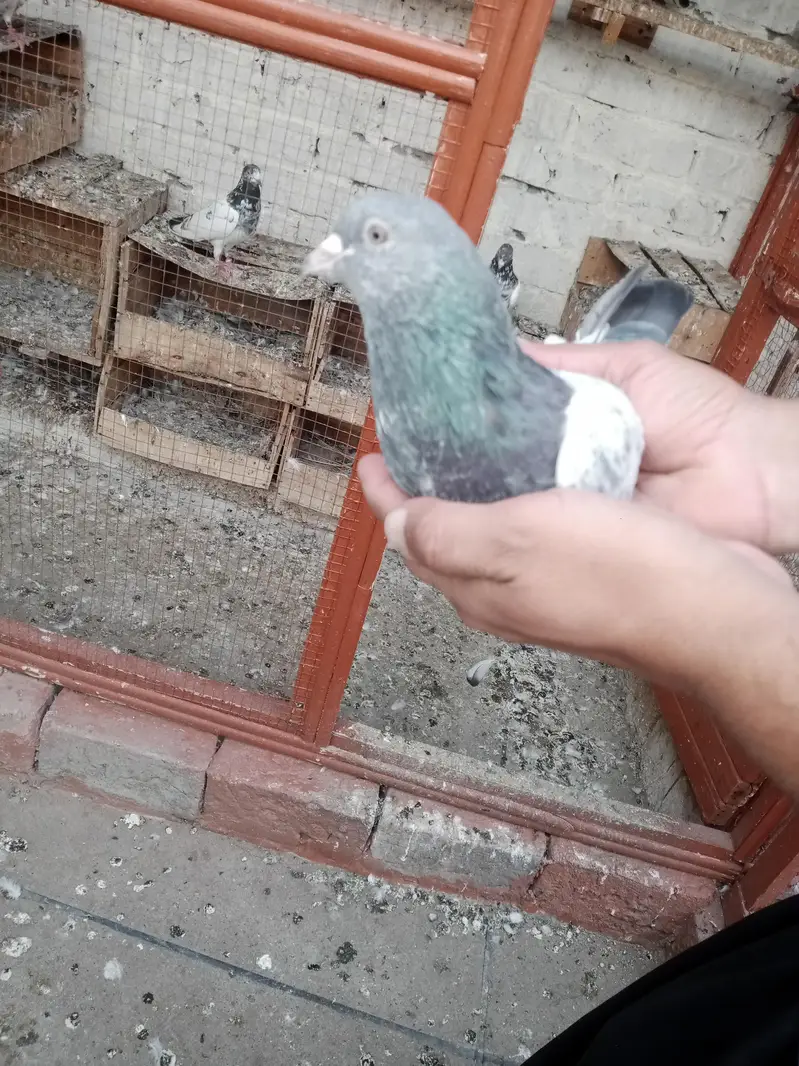 pigeons for sale — photo 5