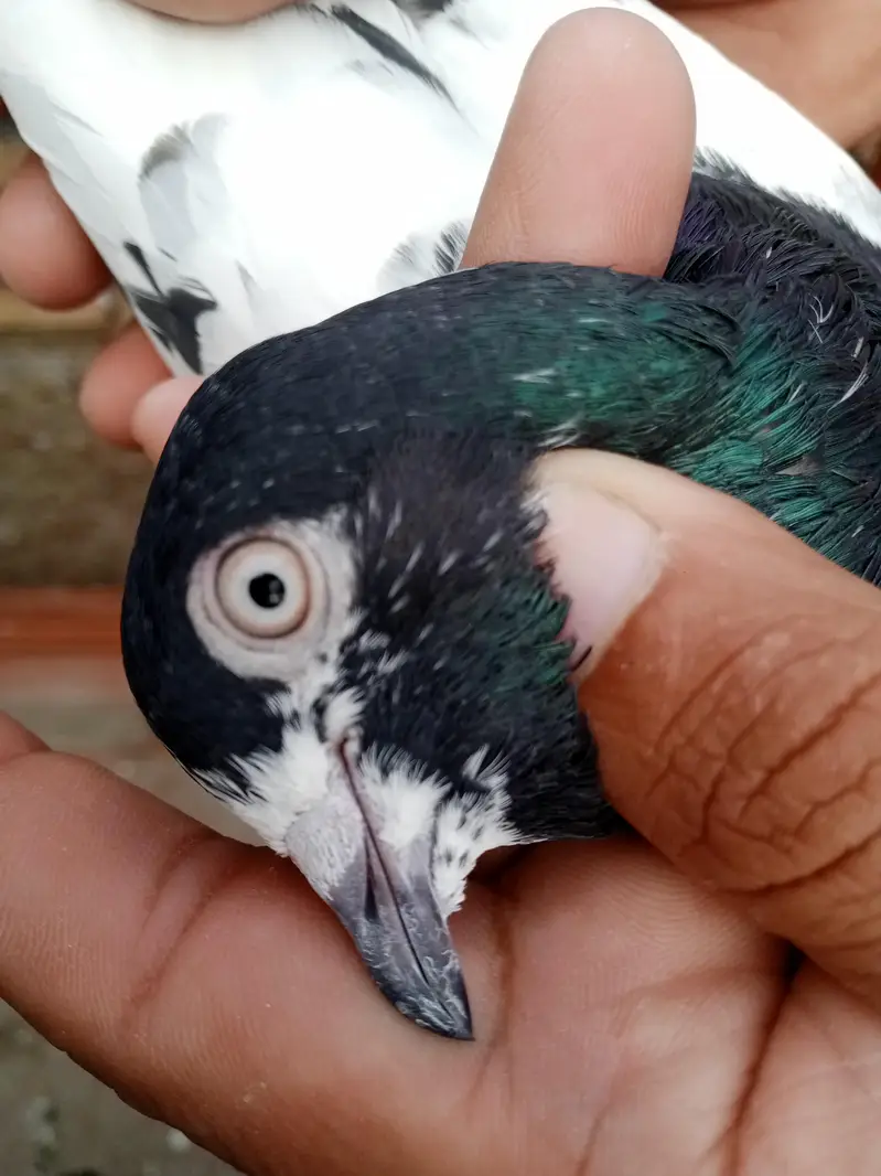 pigeons for sale — photo 6