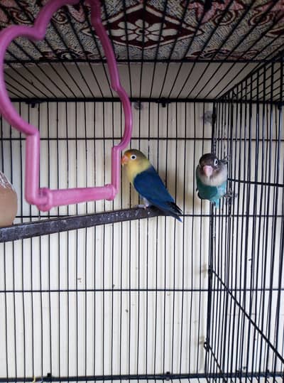lovebirds, Australian, Cage Breeders For Sale Read Full Ad