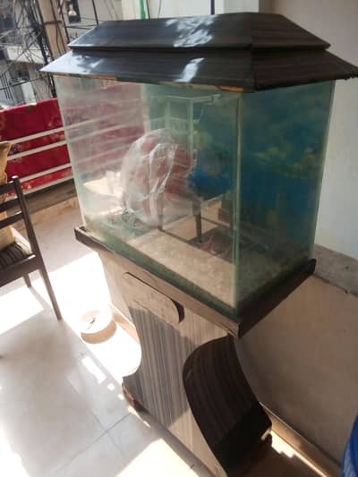 Fish Aquarium