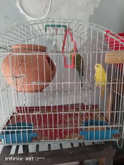 One pair Australian Birds with cage for sale