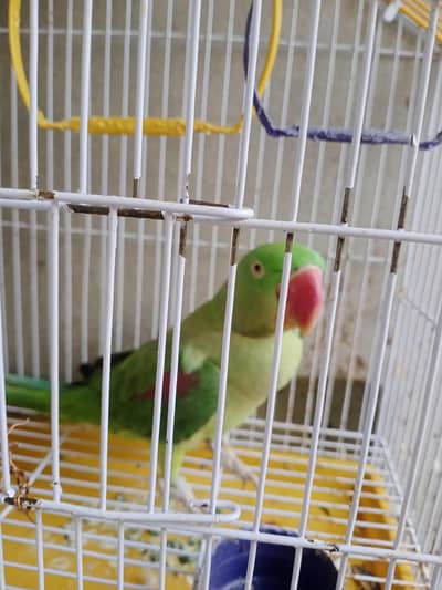 parrot sold