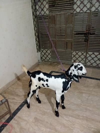 goat for sale