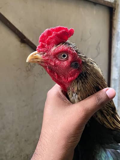 aseel murga for sale