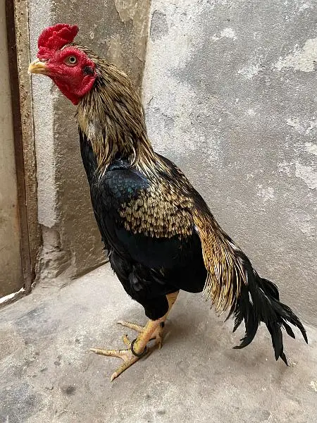 aseel murga for sale — photo 2