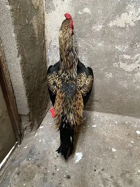 aseel murga for sale — photo 3