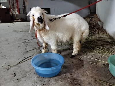 Dumba male for Sale Healthy and Active