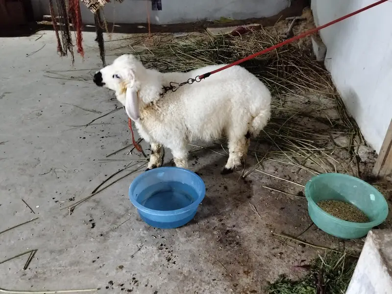 Dumba male for Sale Healthy and Active — photo 2