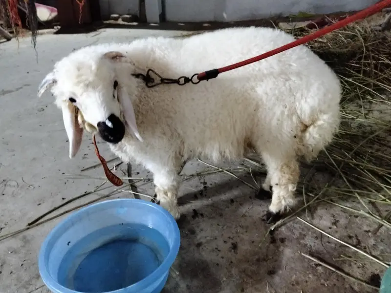 Dumba male for Sale Healthy and Active — photo 3