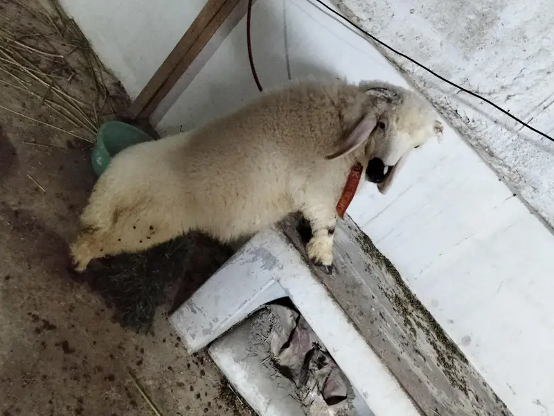 Dumba male for Sale Healthy and Active — photo 5
