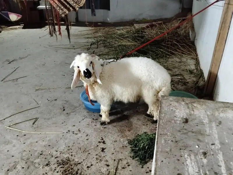 Dumba male for Sale Healthy and Active — photo 7