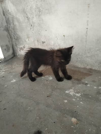 Persian cat kitten pair