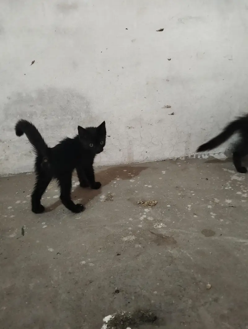 Persian cat kitten pair — photo 2