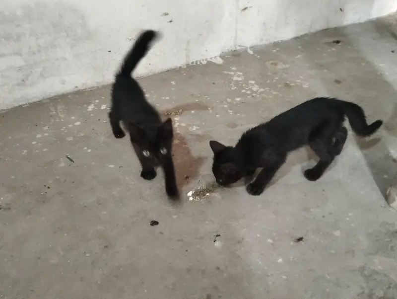 Persian cat kitten pair — photo 3