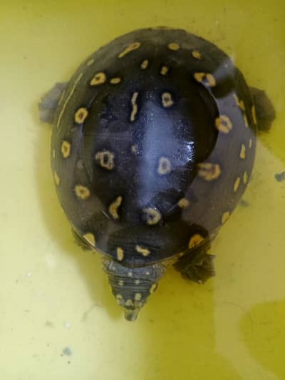 Turtle for sale 03115710451