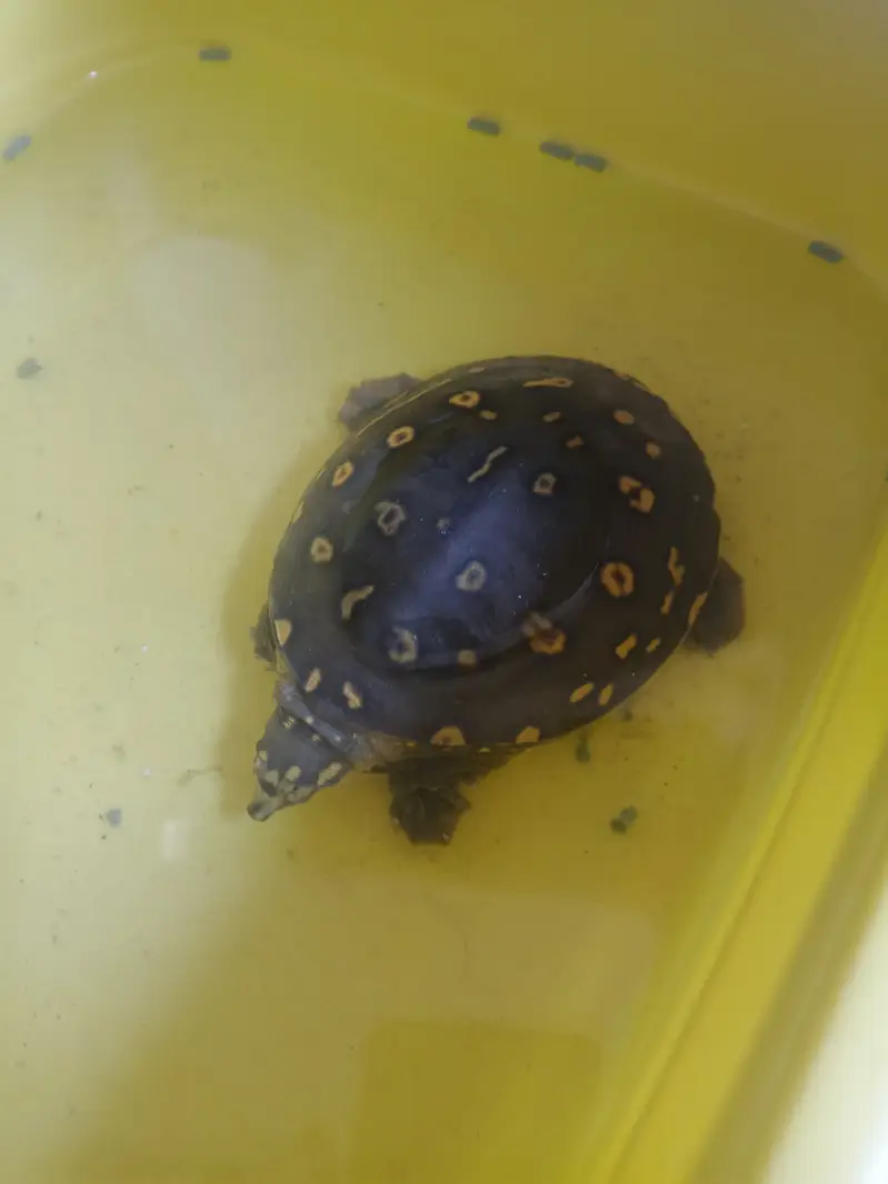 Turtle for sale 03115710451 — photo 2