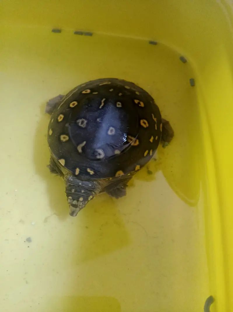 Turtle for sale 03115710451 — photo 3