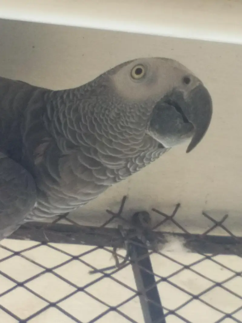 African grey male — photo 2