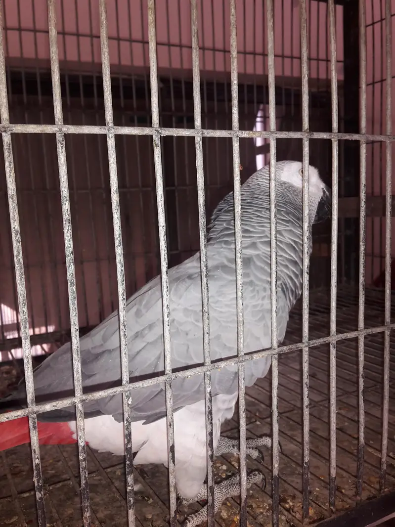 African grey male — photo 4