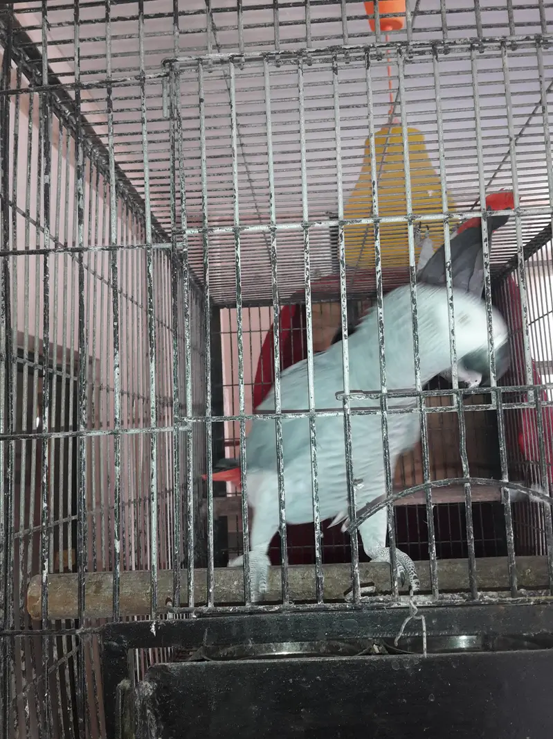 African grey male — photo 5