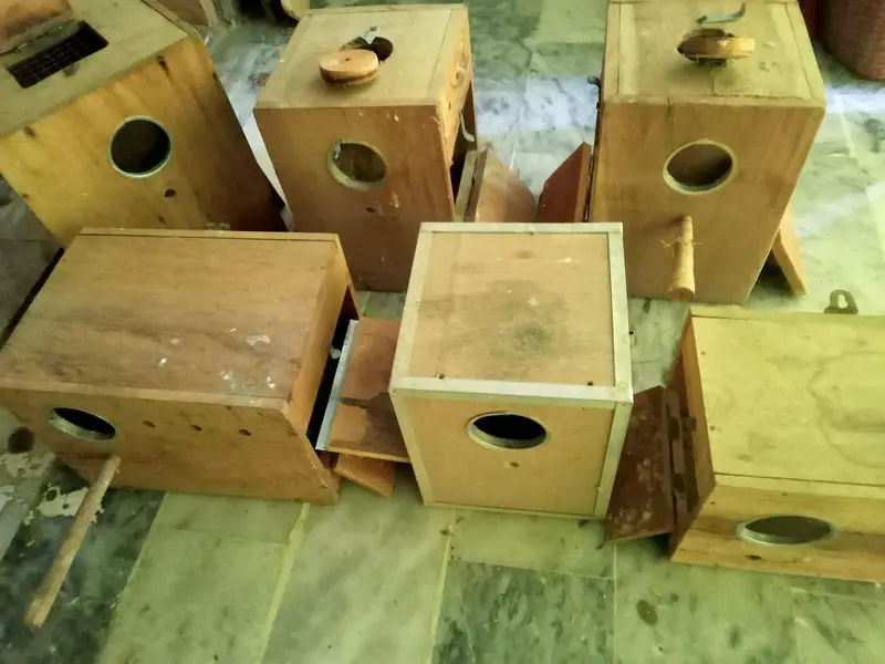 Love Birds Breeding Boxes kikar wood New condition — photo 3