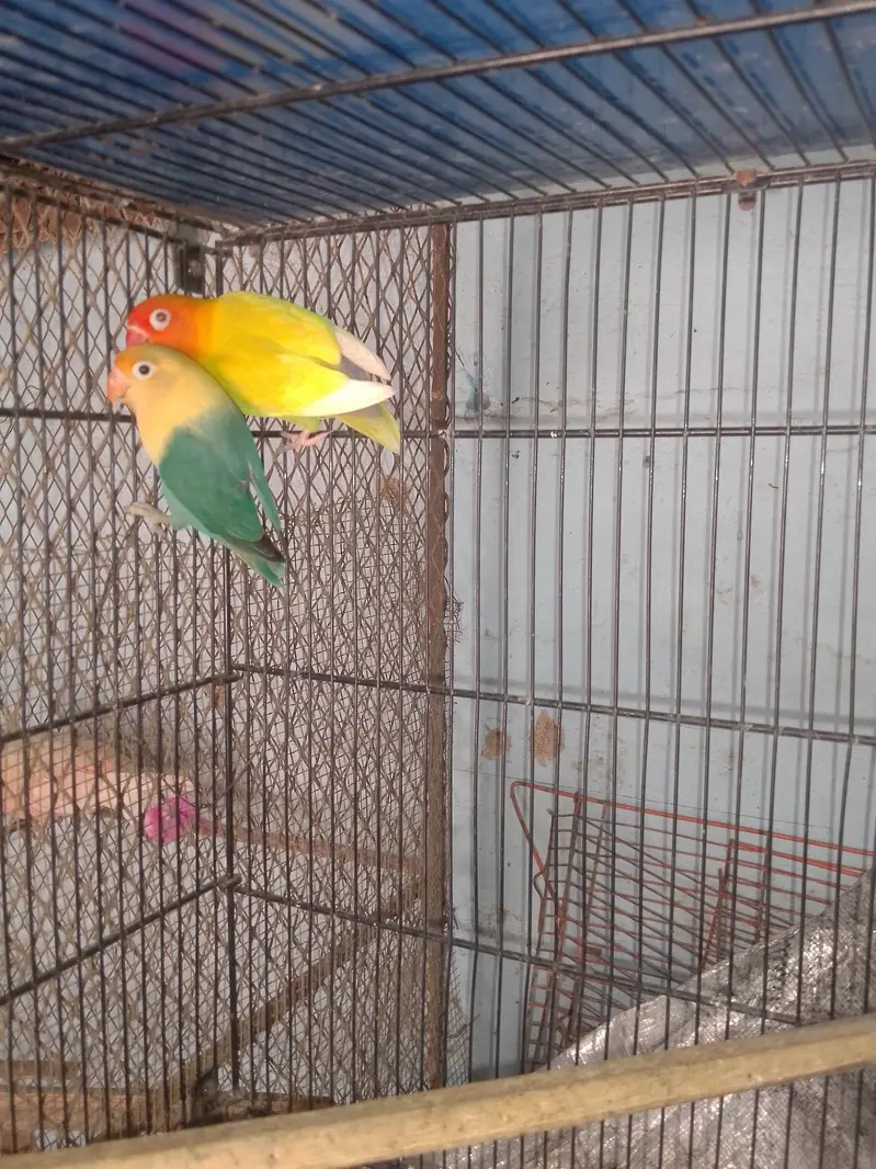 Love birds — photo 2