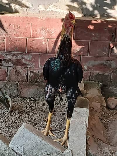 Aseel Murgia For sale 03334336776 Sim Call only.