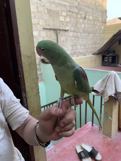 Hand tamed Raw Parrot