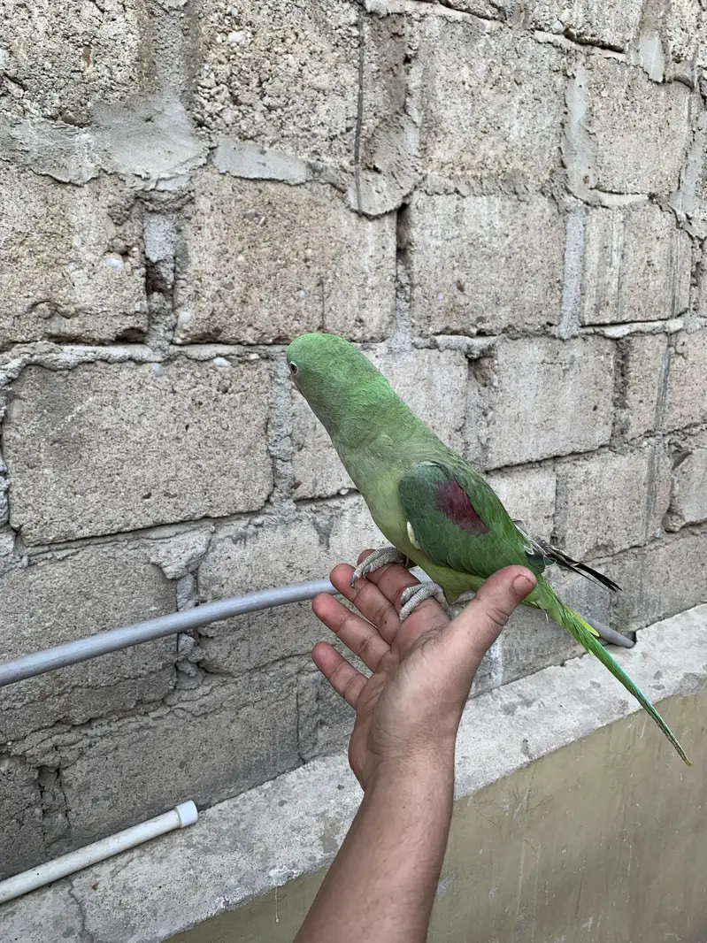 Hand tamed Raw Parrot — photo 2