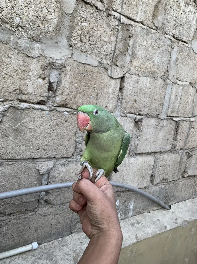 Hand tamed Raw Parrot — photo 3