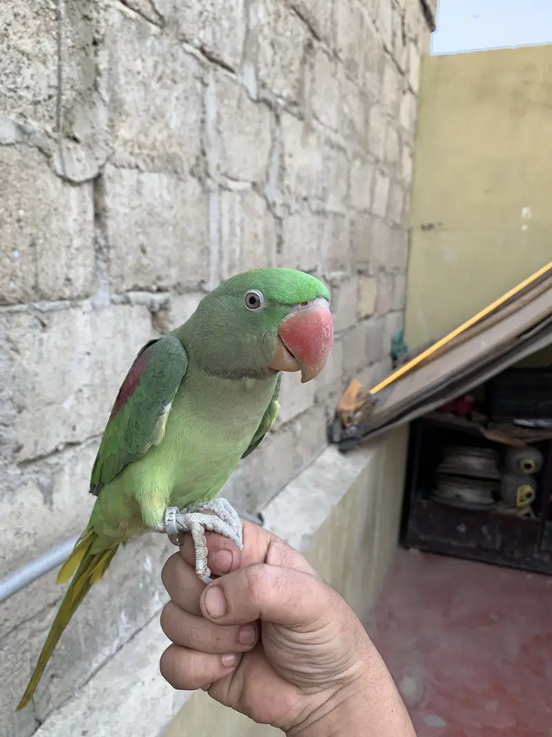 Hand tamed Raw Parrot — photo 4