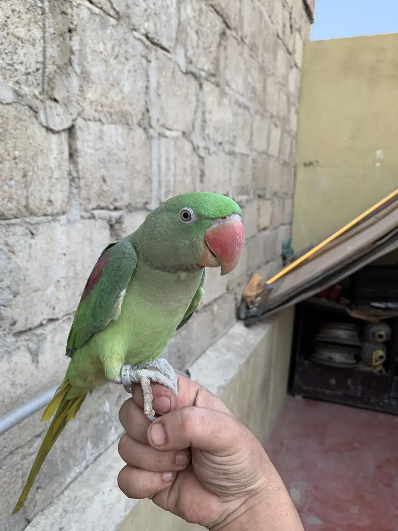 Hand tamed Raw Parrot — photo 5