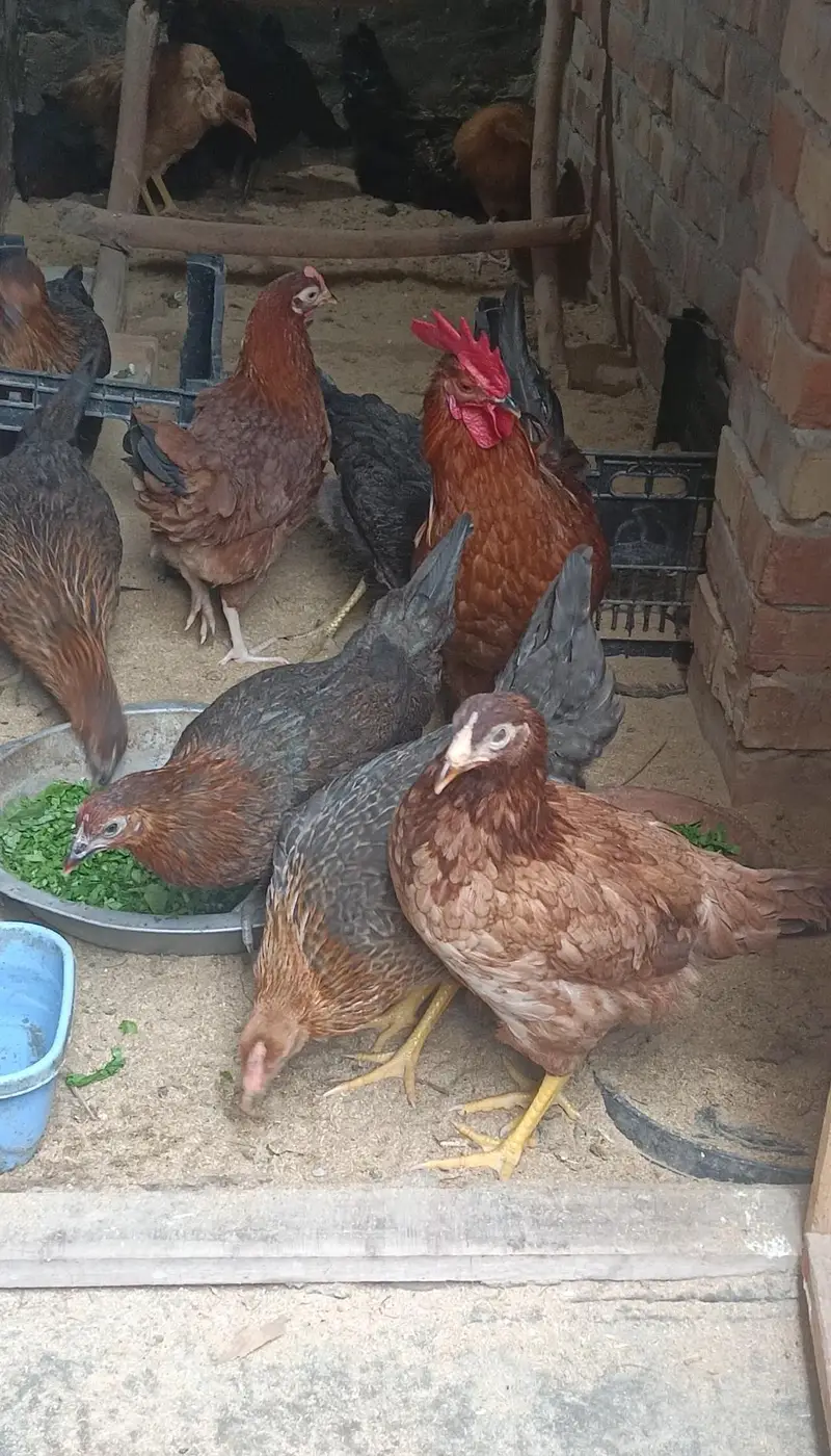 Dasi Hens 03252019147 Whatsapp — photo 2