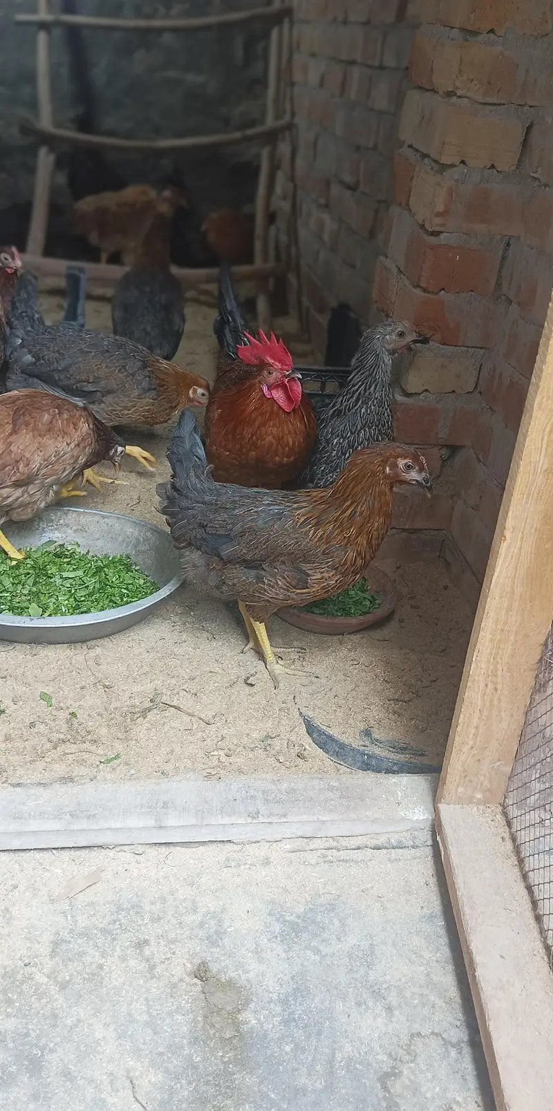 Dasi Hens 03252019147 Whatsapp — photo 4
