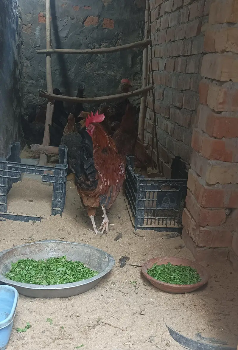 Dasi Hens 03252019147 Whatsapp — photo 5