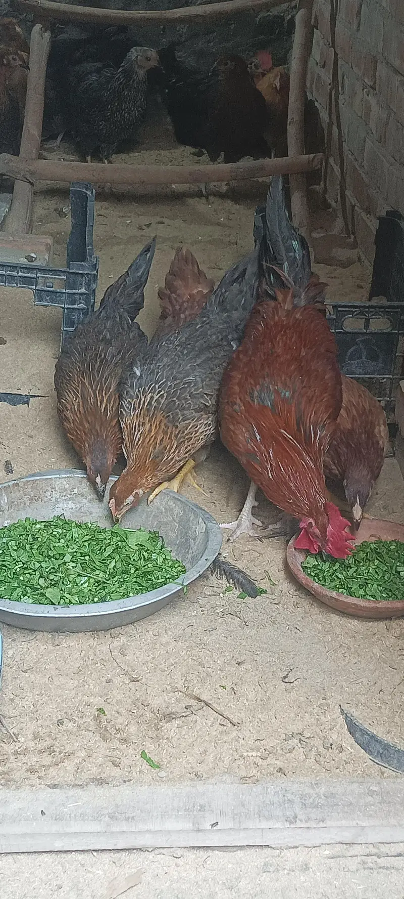 Dasi Hens 03252019147 Whatsapp — photo 6