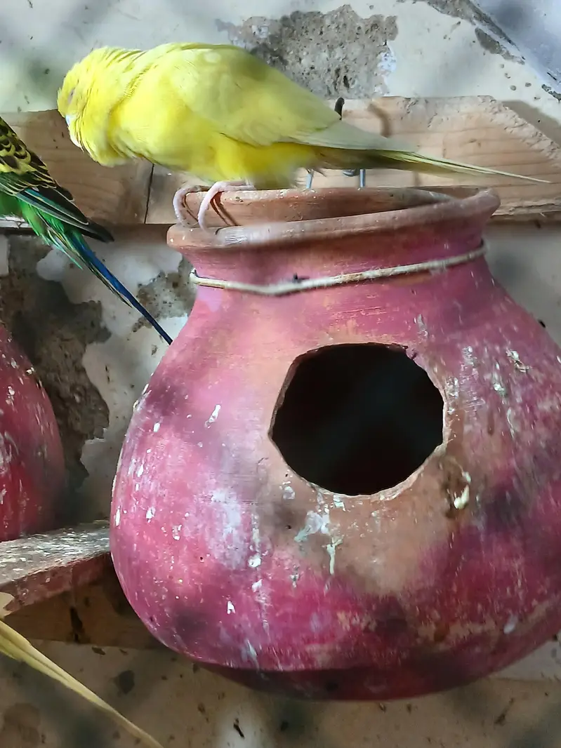 bajri 2 pair hai jis bhai ko chahi ye rabta kero — photo 3