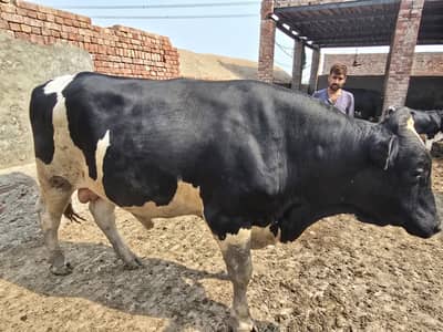 Bulls for sale