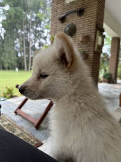 Alaskan Shepherd pups