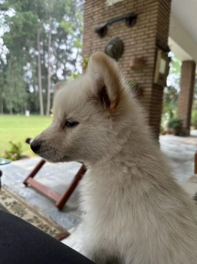 Alaskan Shepherd pups — photo 3
