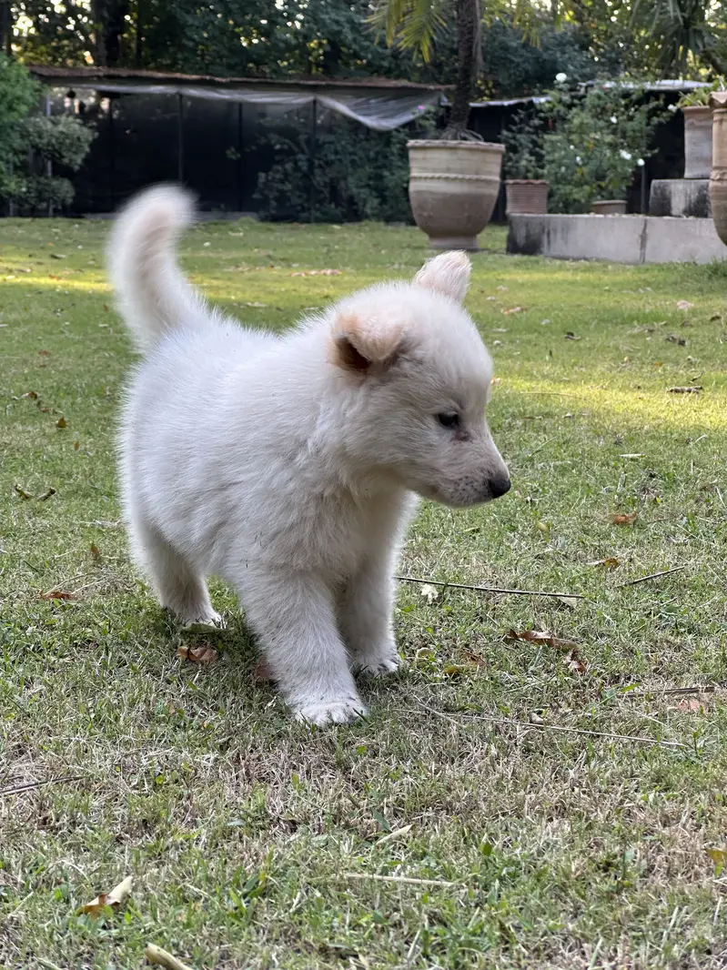 Alaskan Shepherd pups — photo 2