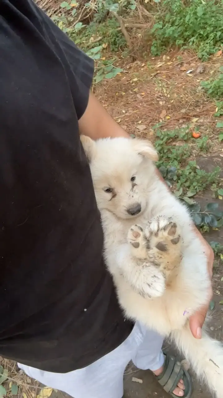 Alaskan Shepherd pups — photo 4