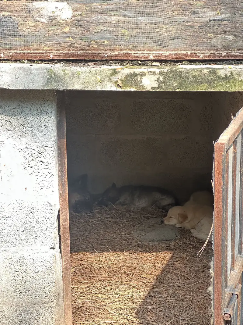 Alaskan Shepherd pups — photo 5