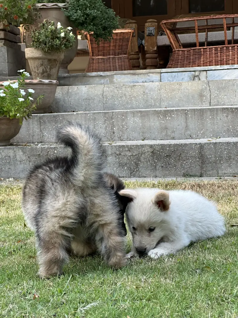 Alaskan Shepherd pups — photo 6