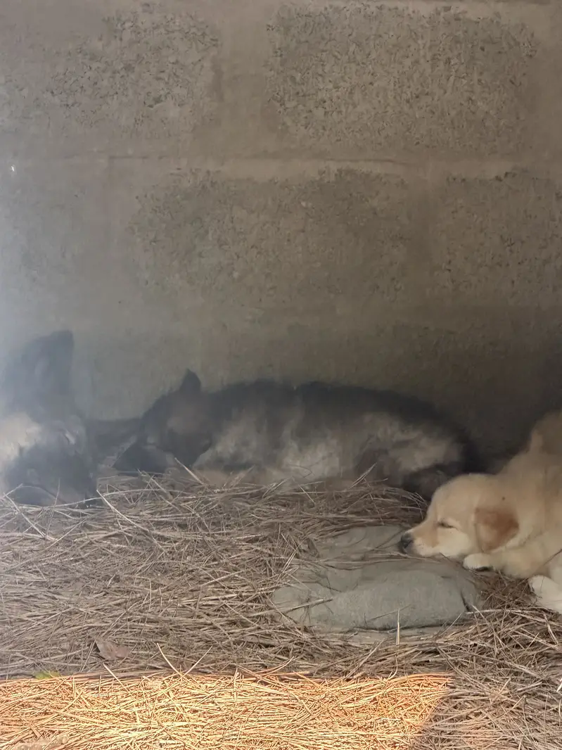 Alaskan Shepherd pups — photo 7