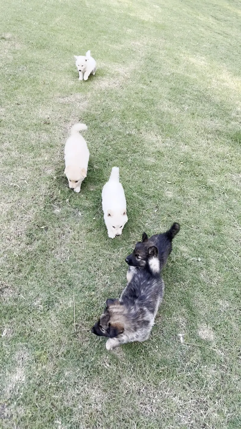 Alaskan Shepherd pups — photo 8
